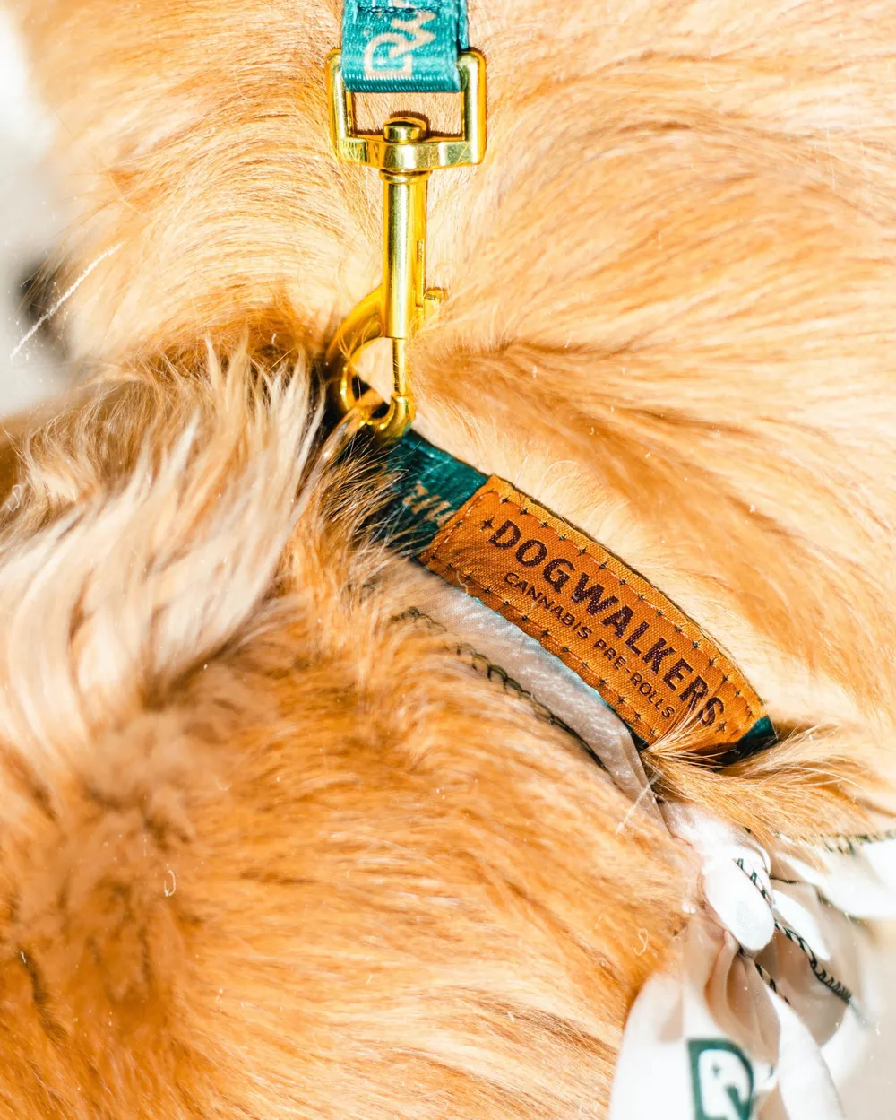 Dogwalkers Collar Leash