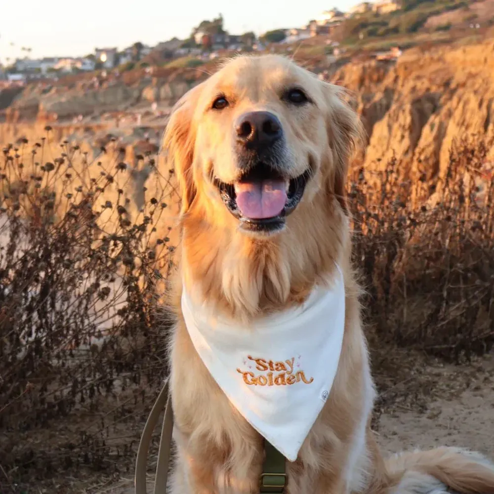 Embroidered dog bandana by anthem branding