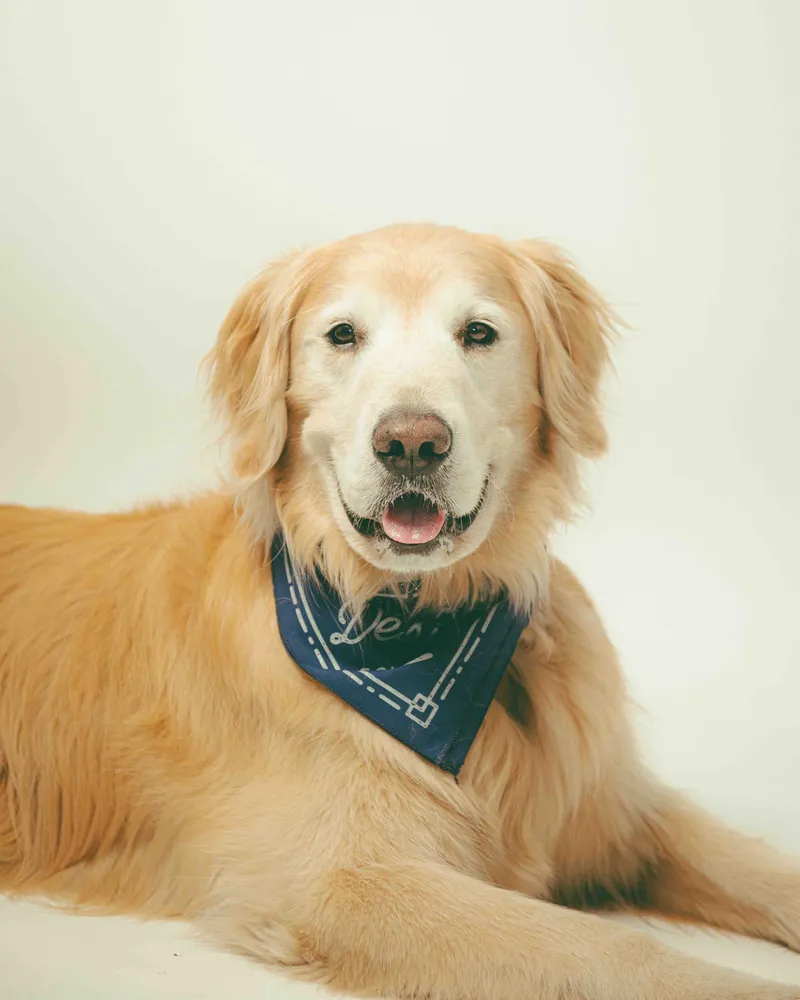 Dog bandana by anthem branding 1 1