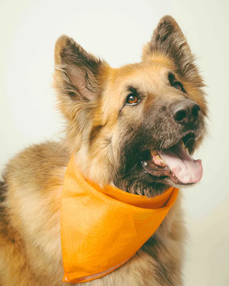 Dog bandana by anthem branding 2