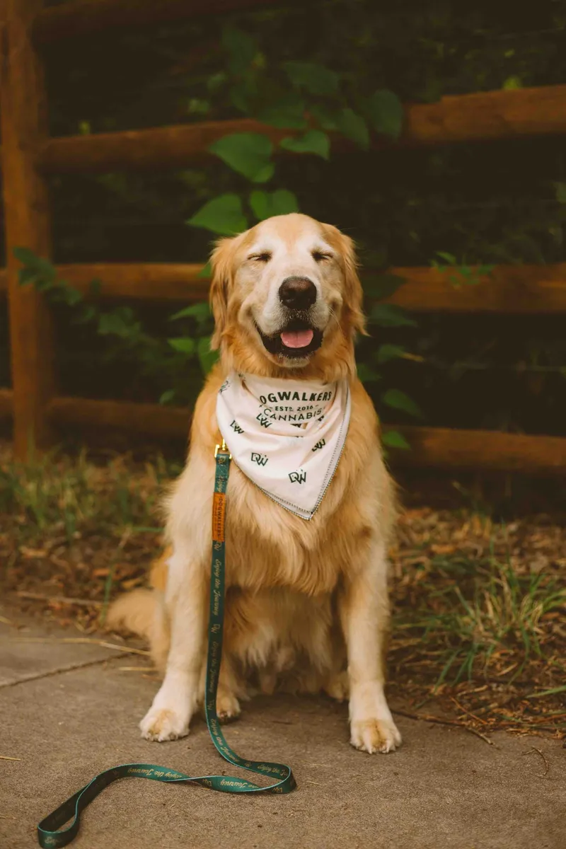 Dogwalkers custom Leash bandana anthem branding