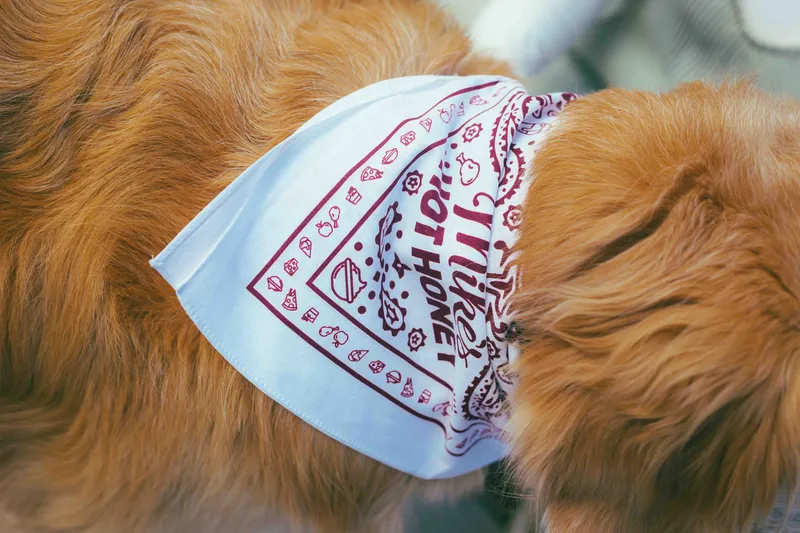 Mikes hot honey bandana by anthem branding 3