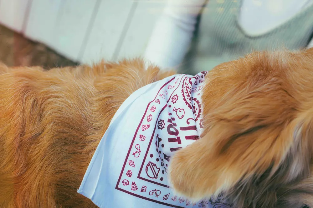 Mikes hot honey bandana by anthem branding 2